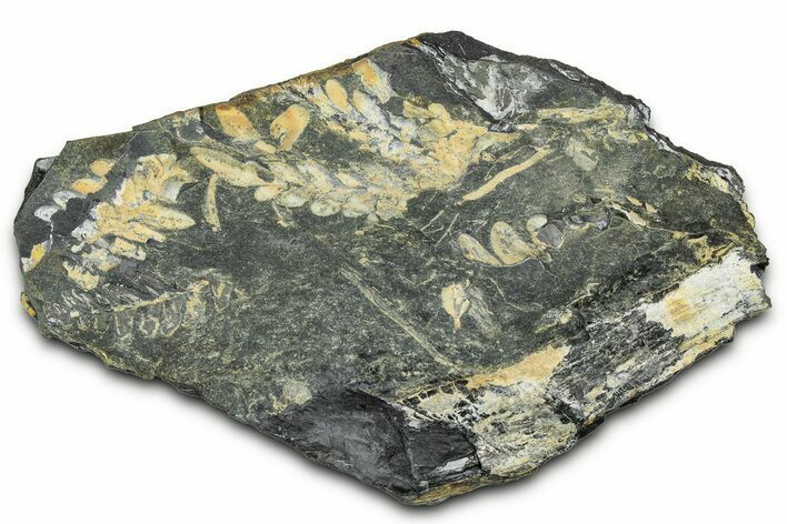 Fossil Seed Fern (Alethopteris & Pecopteris) Plate - Pennsylvania #347674